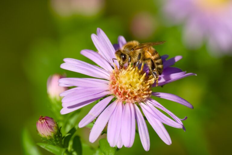 bee on new england aster flower