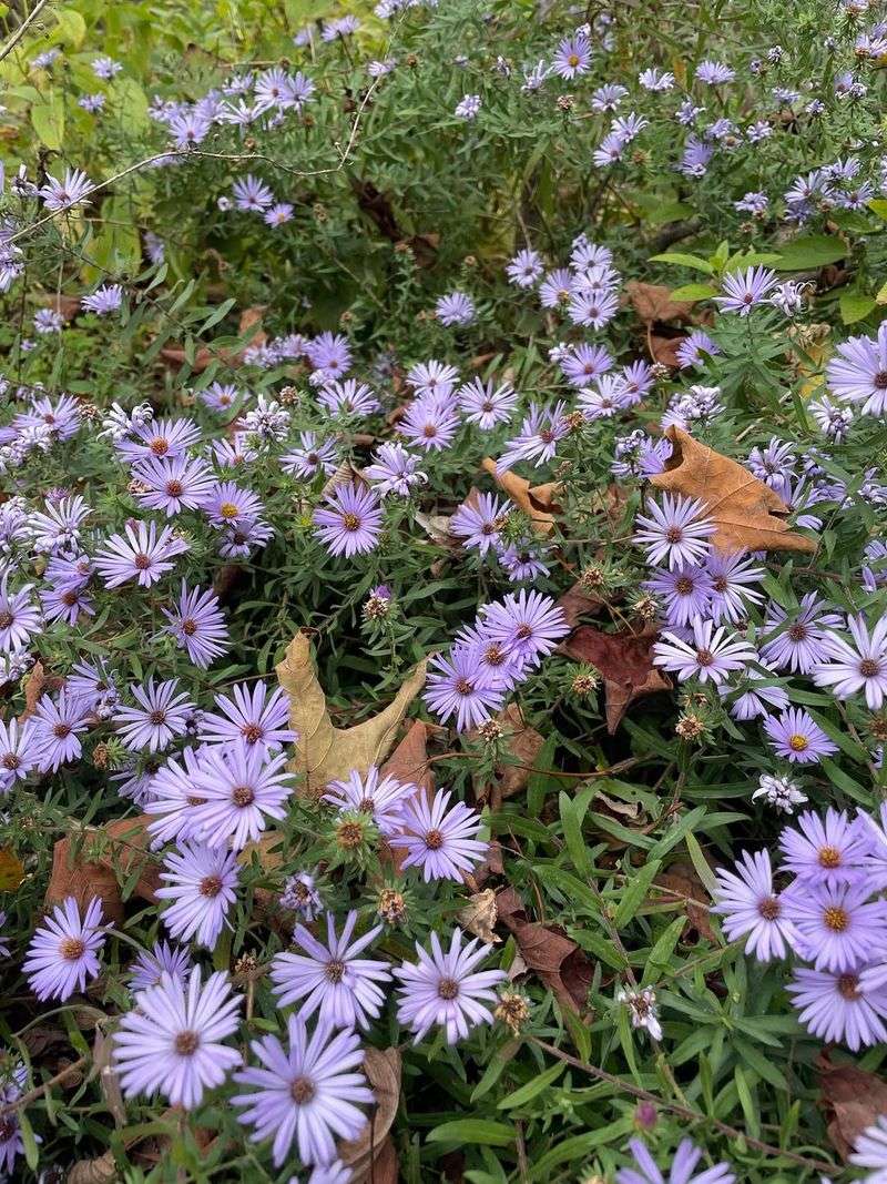 Native Ohio Wildflower With Deep Roots