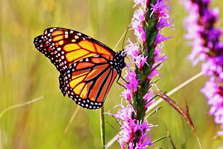 butterfly on blazing star