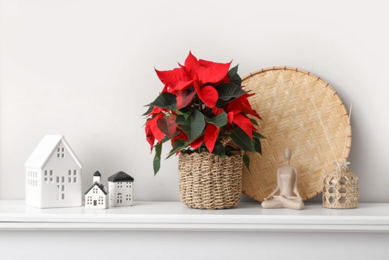 christmas plant poinsettia indoor