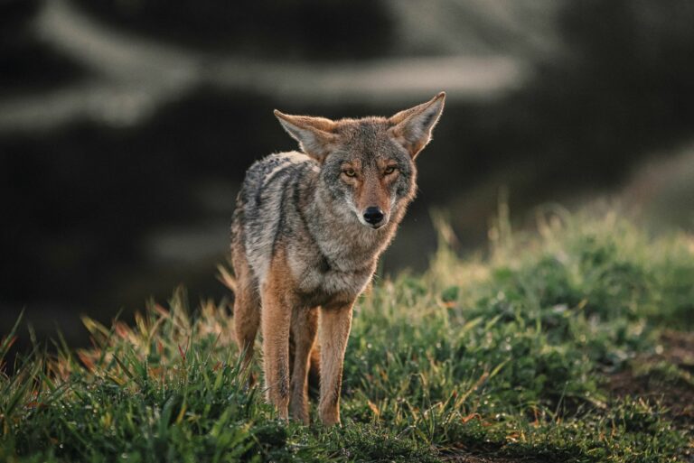 coyote in yard