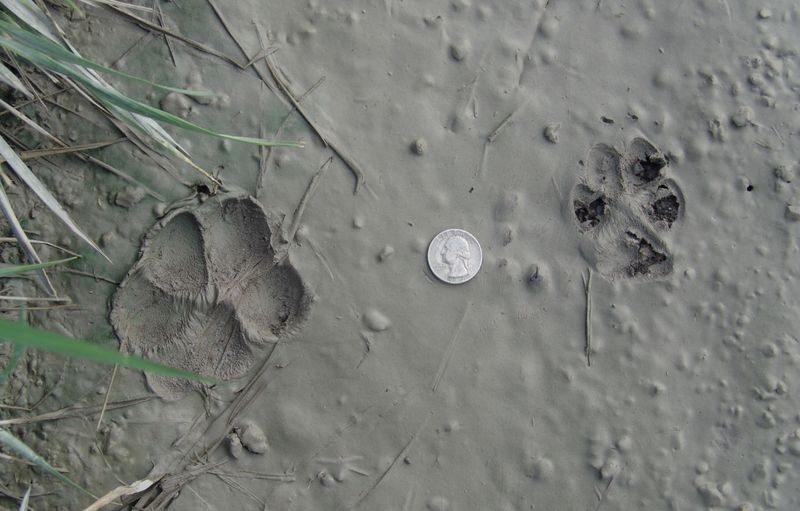 Oval Paw Prints In A Straight Line As The Main Sign
