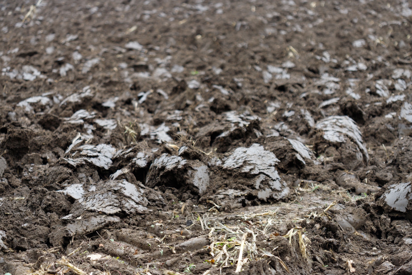 The One Soil Prep Mistake Oregon Gardeners Make In Early Winter