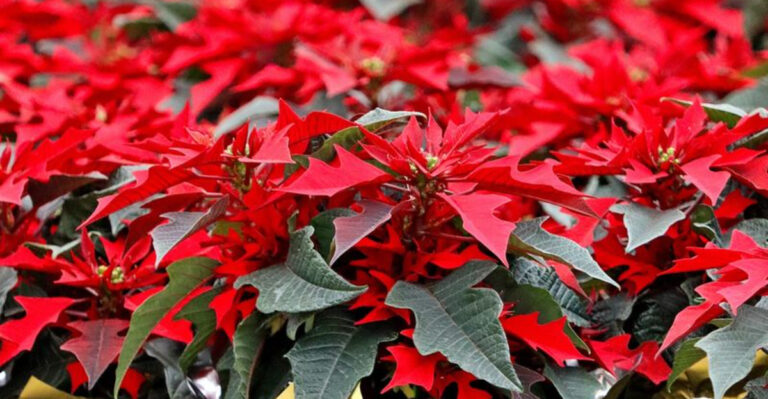 multiple poinsettias in bloom