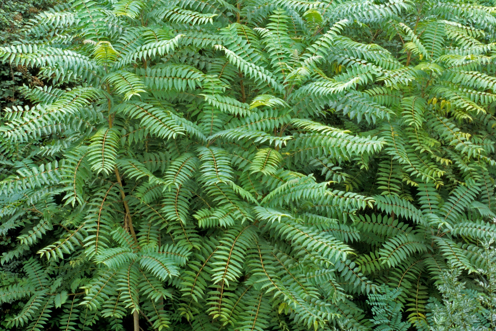 The One Tree That Can Make Lanternfly Problems Worse In New Jersey