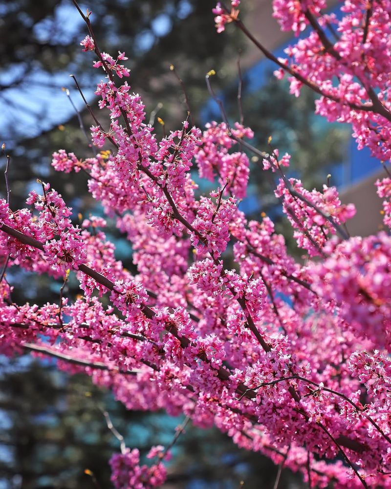 Late-Season Nectar From Remaining Blossoms
