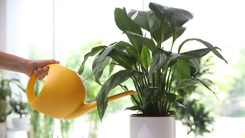 Watering Houseplants As Often As You Do In Summer Is A Huge Mistake