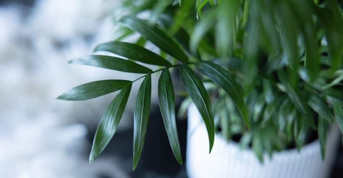 The One Watering Mistake That Can Destroy Your Houseplants During Winter