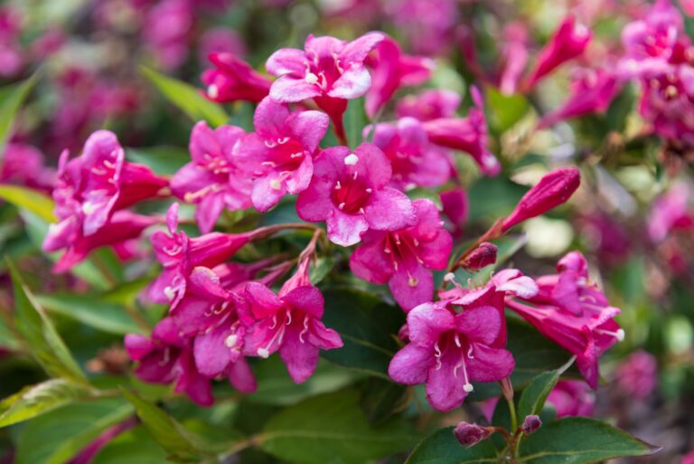 Blossom of Weigela