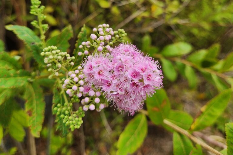 Pink Spirea Flower in Bloom