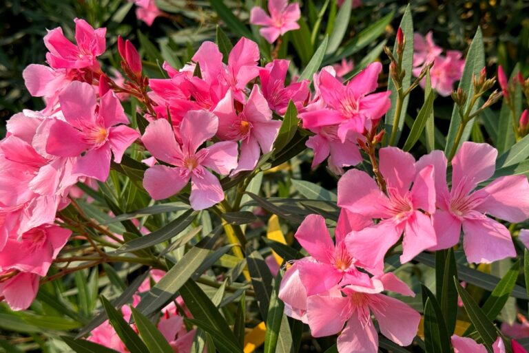 oleander (featured image)
