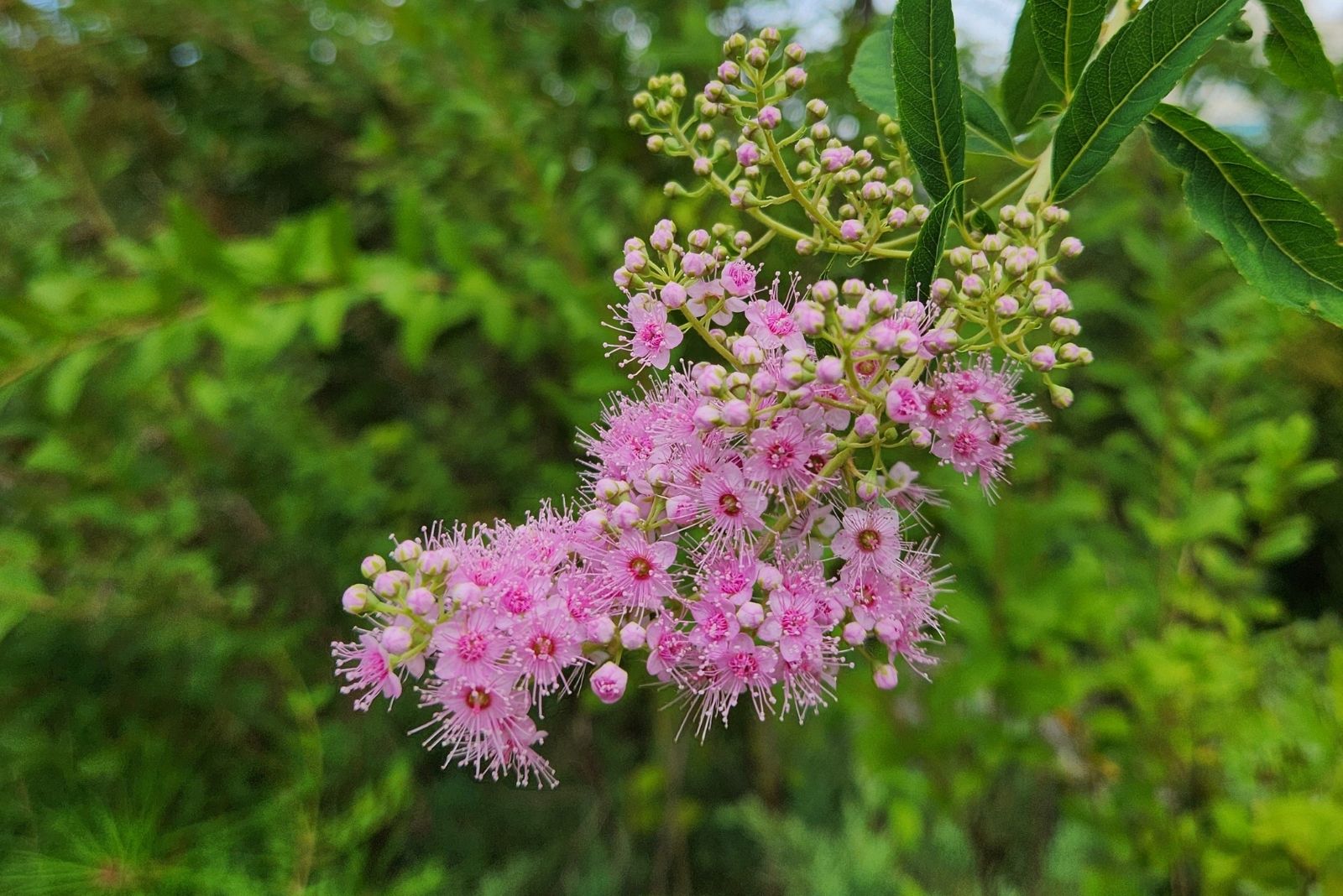 The Pink-Blooming Shrub Washington Gardeners Rely On For Color All Season