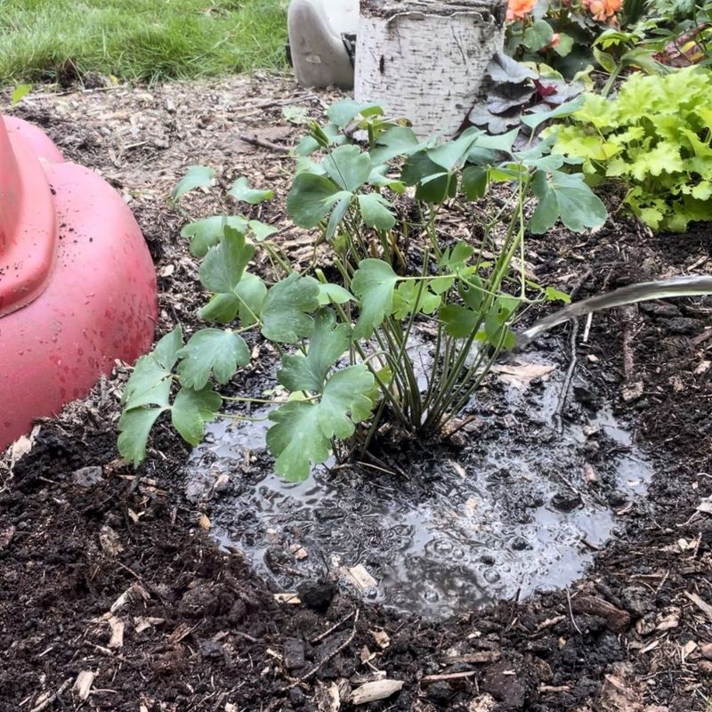 Roots Are Circling The Base Or Poking Through Soil