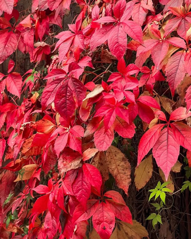 Fall Foliage Turns A Stunning Bright Red Color