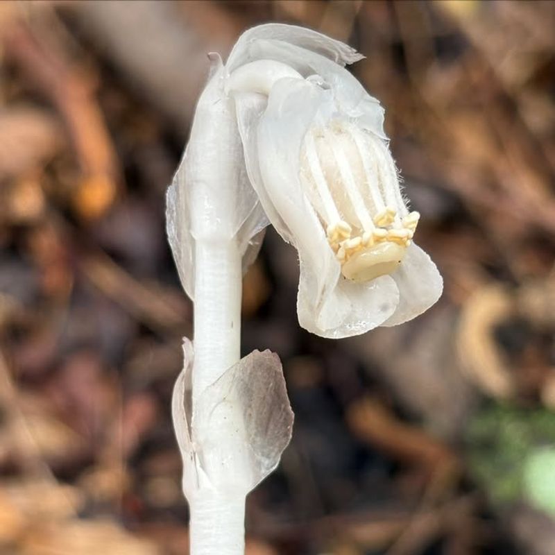 Often Confused With Other Rare Forest Plants