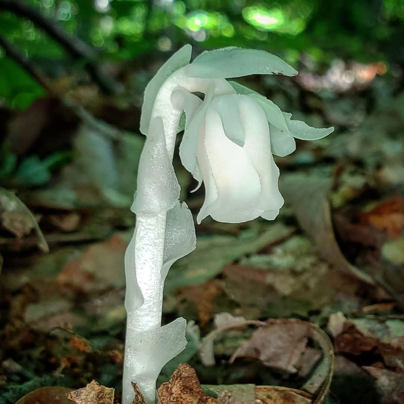 It Only Blooms For A Short Window Each Year