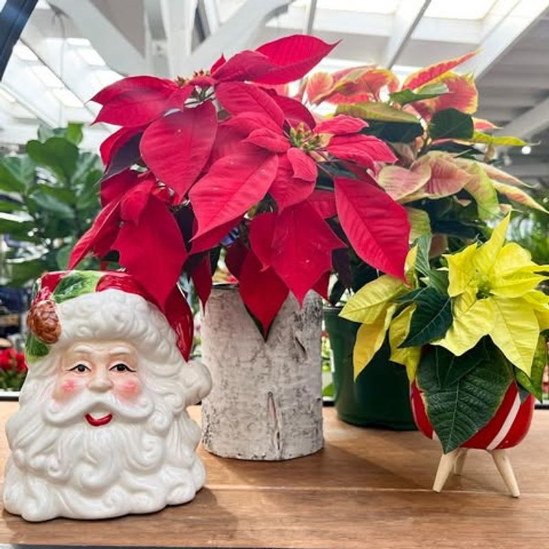 Direct Sunlight Through Windows Can Scorch Leaves