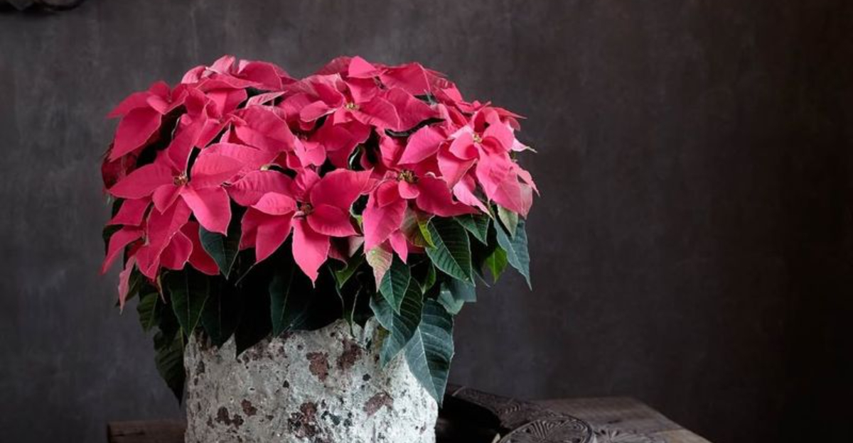 The Poinsettia Placement Mistake Texas Homeowners Don’t Realize They’re Making