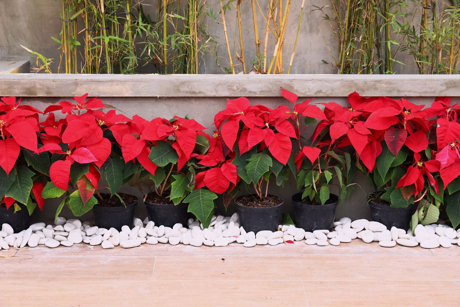 The Poinsettia Porch Trend Texas Homeowners Are Loving This Year