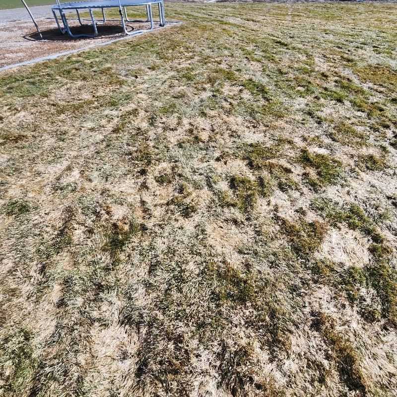 Prevents Snow Mold From Taking Over