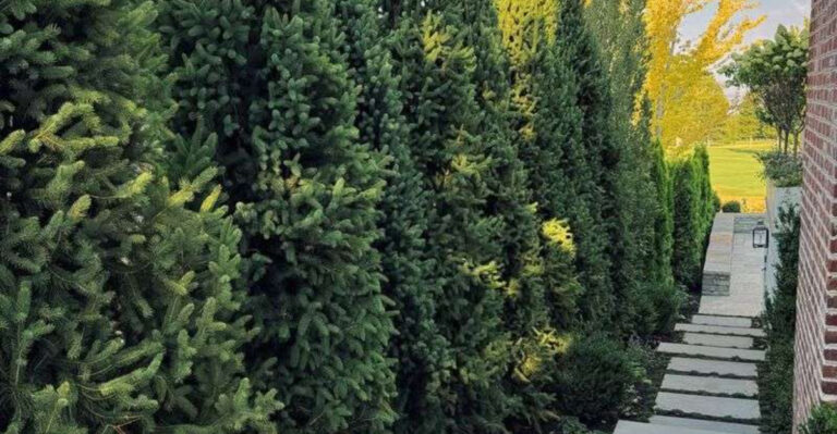 living green privacy wall