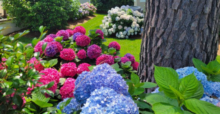 hydrangeas