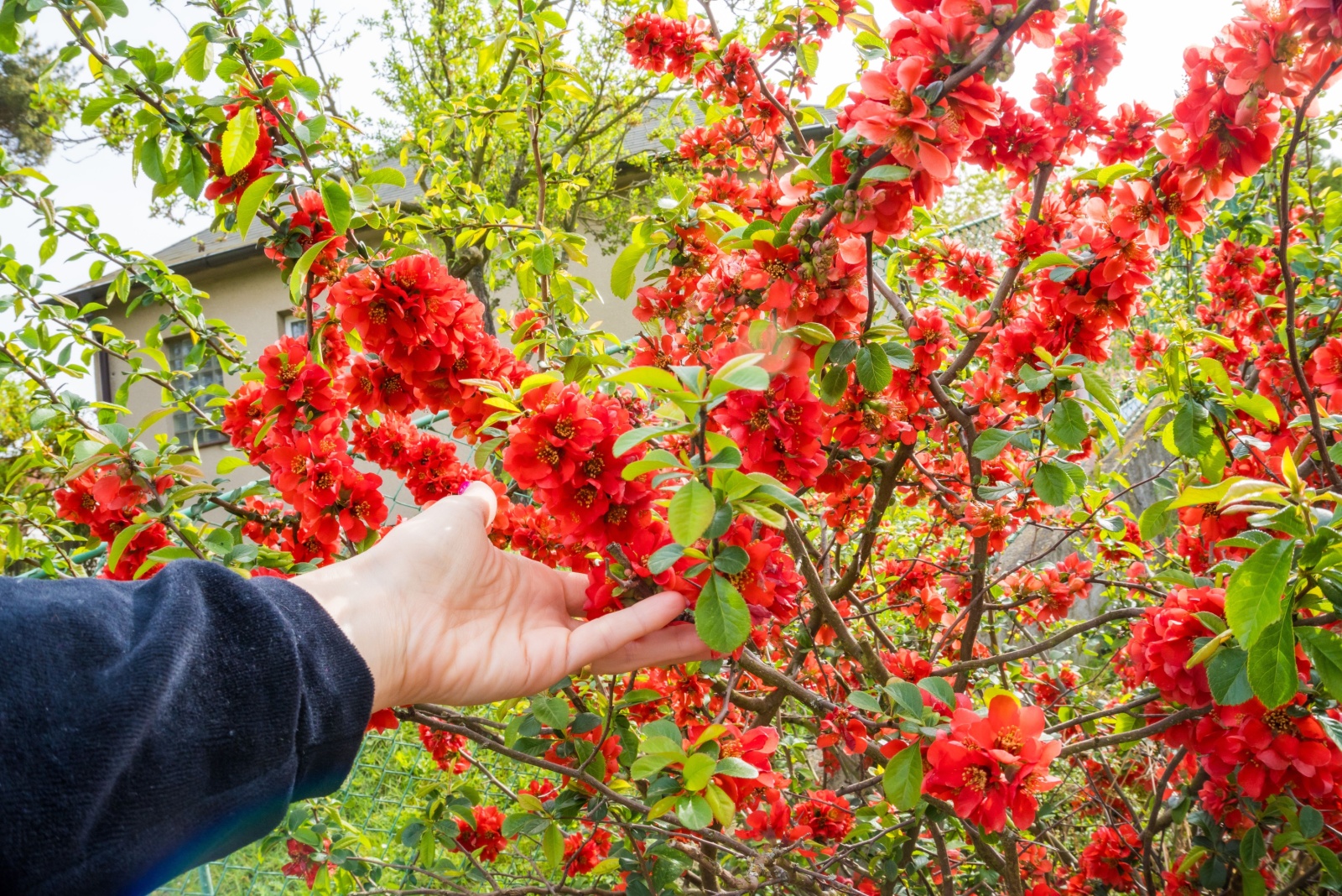 The Red-Blooming Hardy Shrub Taking Over Massachusetts Gardens This Season
