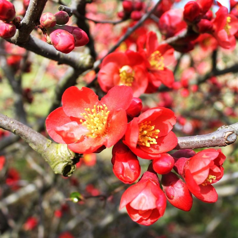 Early Spring Color When You Need It Most