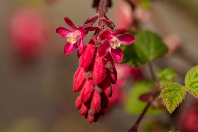 red-flowering currant