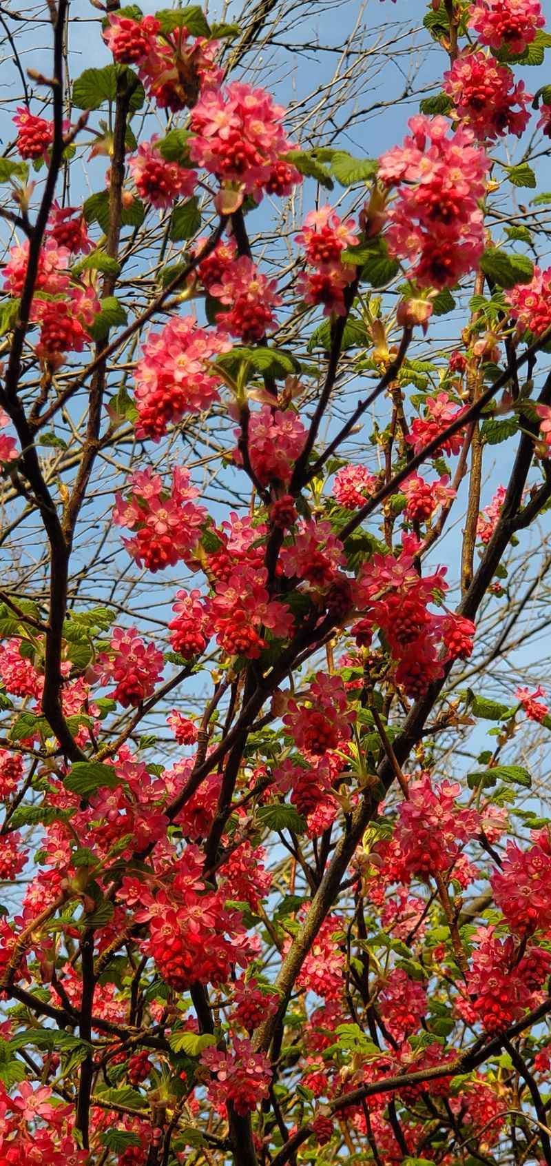 Early Spring Blooms Brighten Gray Days