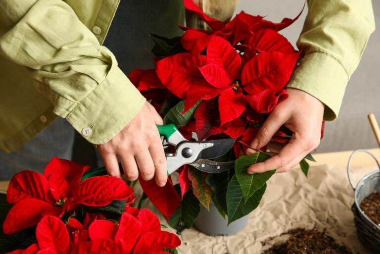 cutting poinsettia