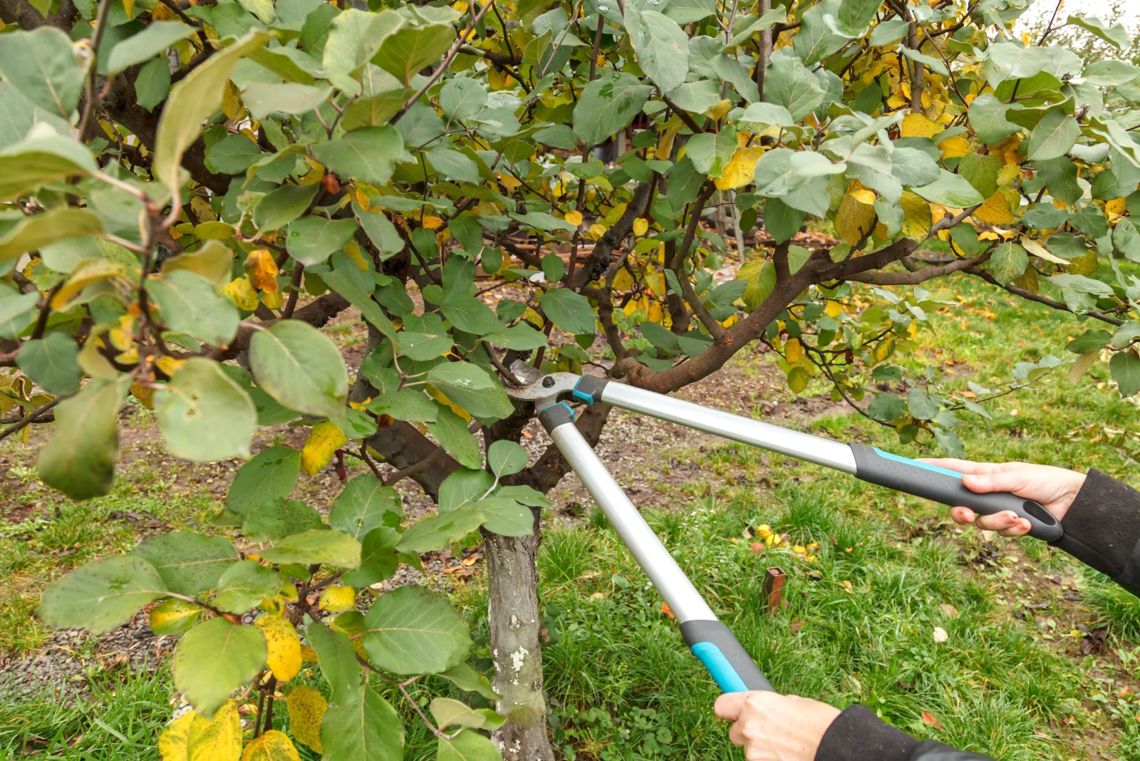 The Right Time For Virginia Homeowners To Prune Their Trees Before Winter Sets In