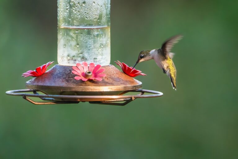 Female Ruby Throated Hummingbird on Feeder