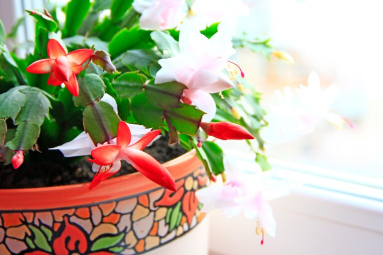 thanksgiving cactus