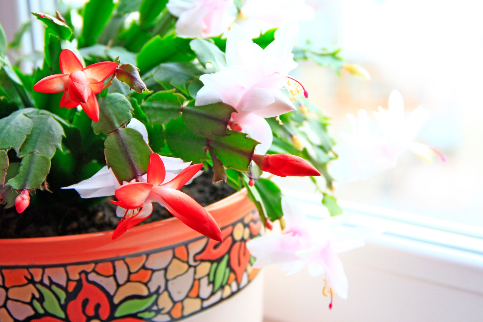 The Right Way To Water A Thanksgiving Cactus In Texas Homes