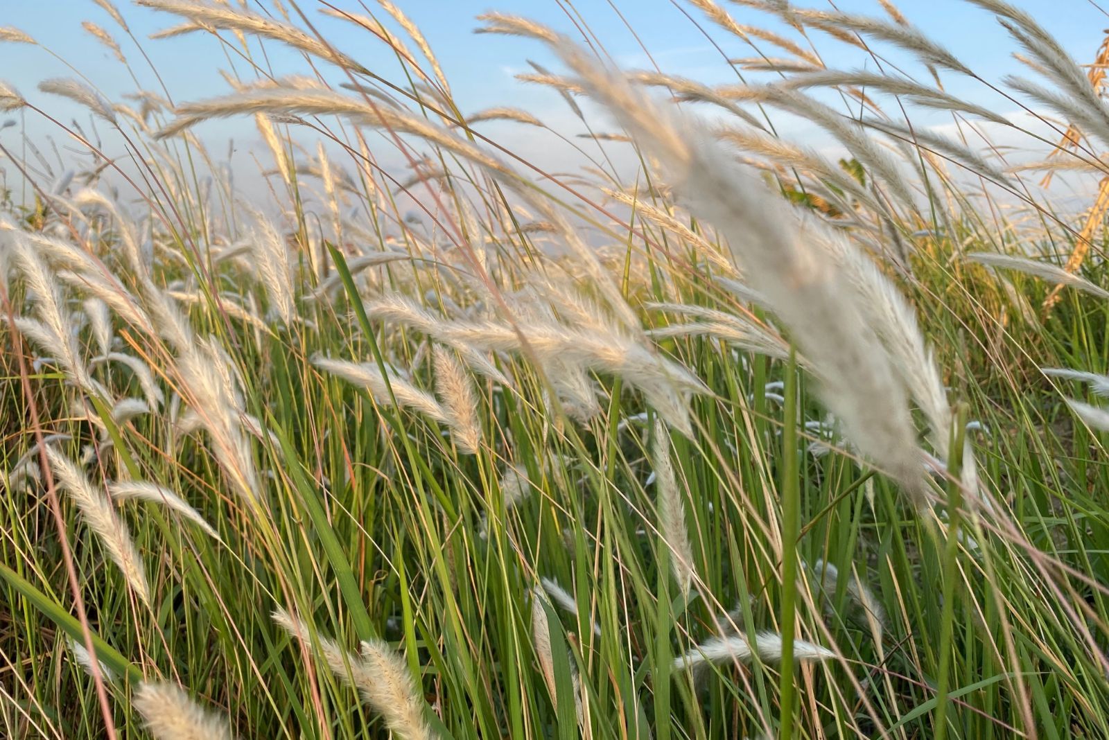 The Risky Invasive Plant Louisiana Yard Owners Are Noticing More Frequently