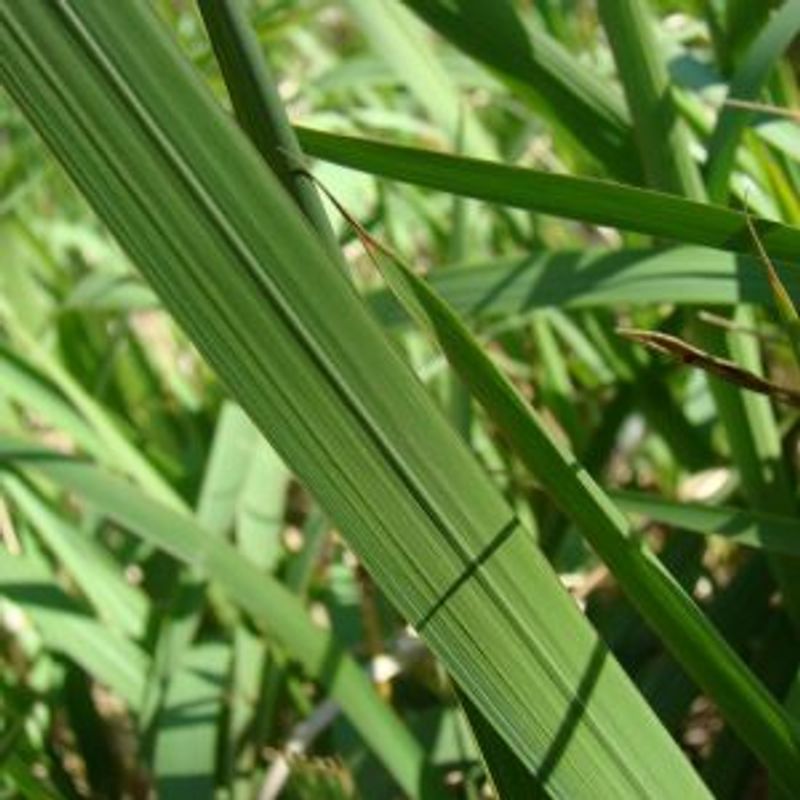 It's Recognized By Its Razor-Sharp Blades And White Fluffy Seed Heads