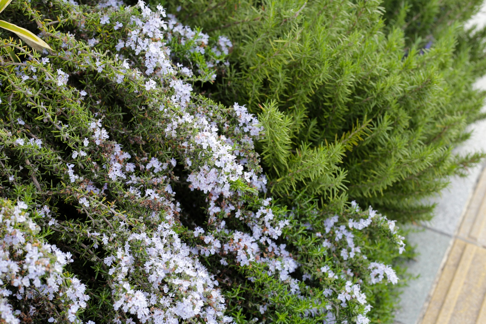 rosemary herb blooming