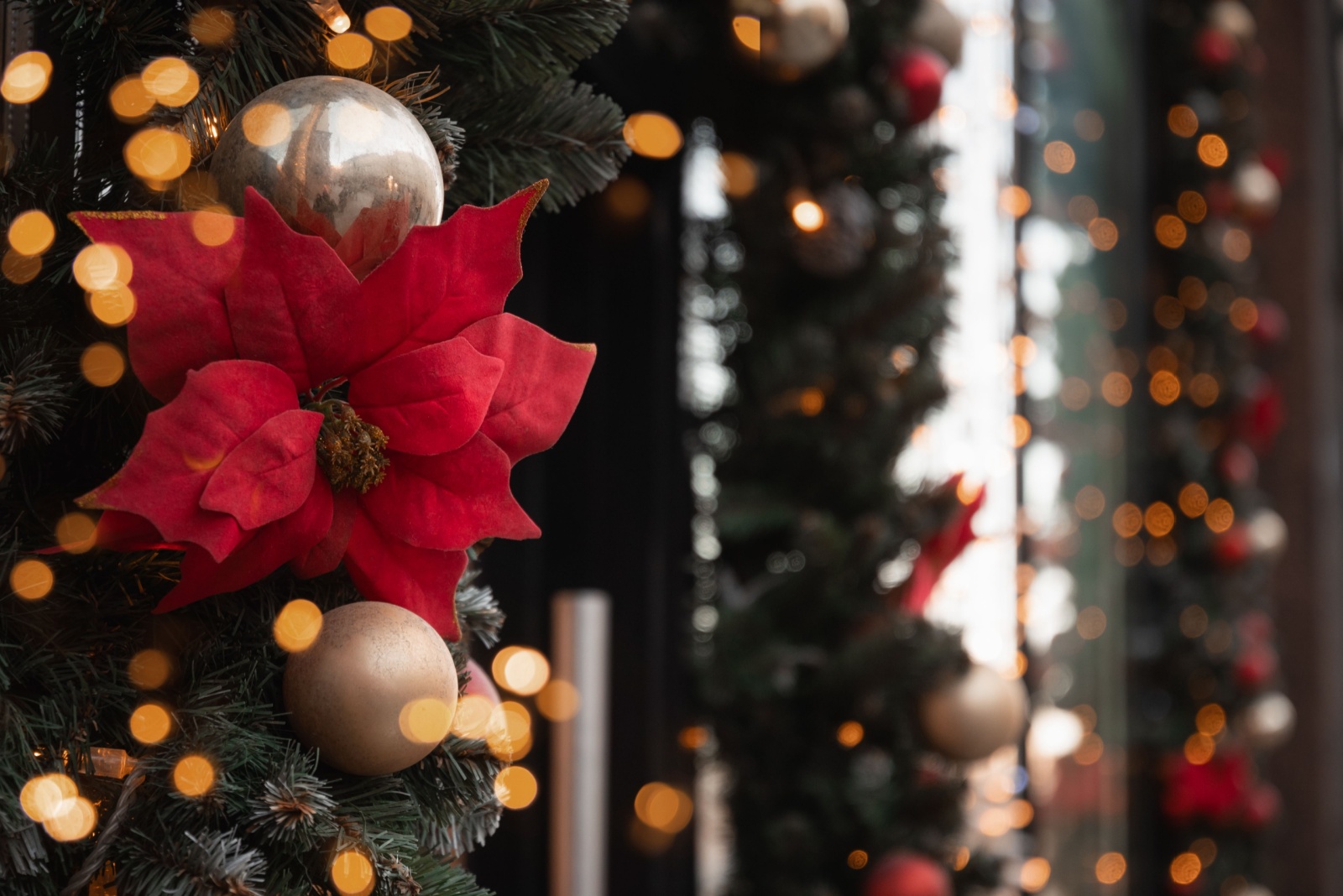 poinsettia holiday display