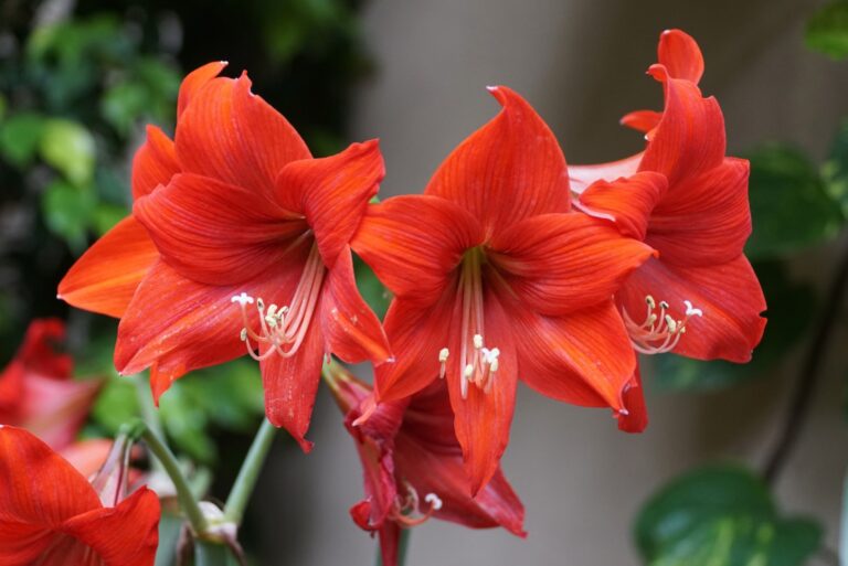 Beautiful red Amaryllis flowers at full bloom