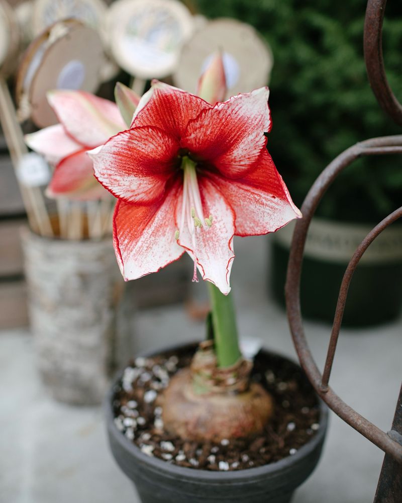 Pre-Planting Cold Treatment Works Wonders