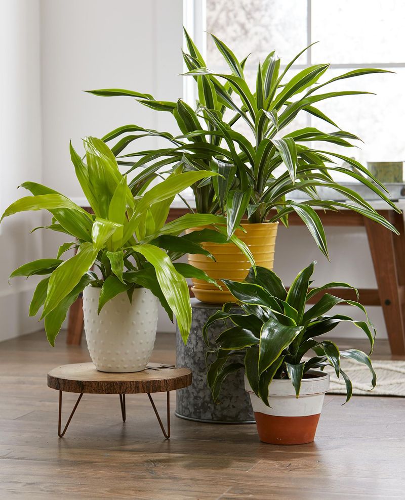 The Simple Cure Is To Raise The Humidity Around Your Houseplants.