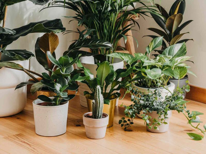 Group Your Plants Together