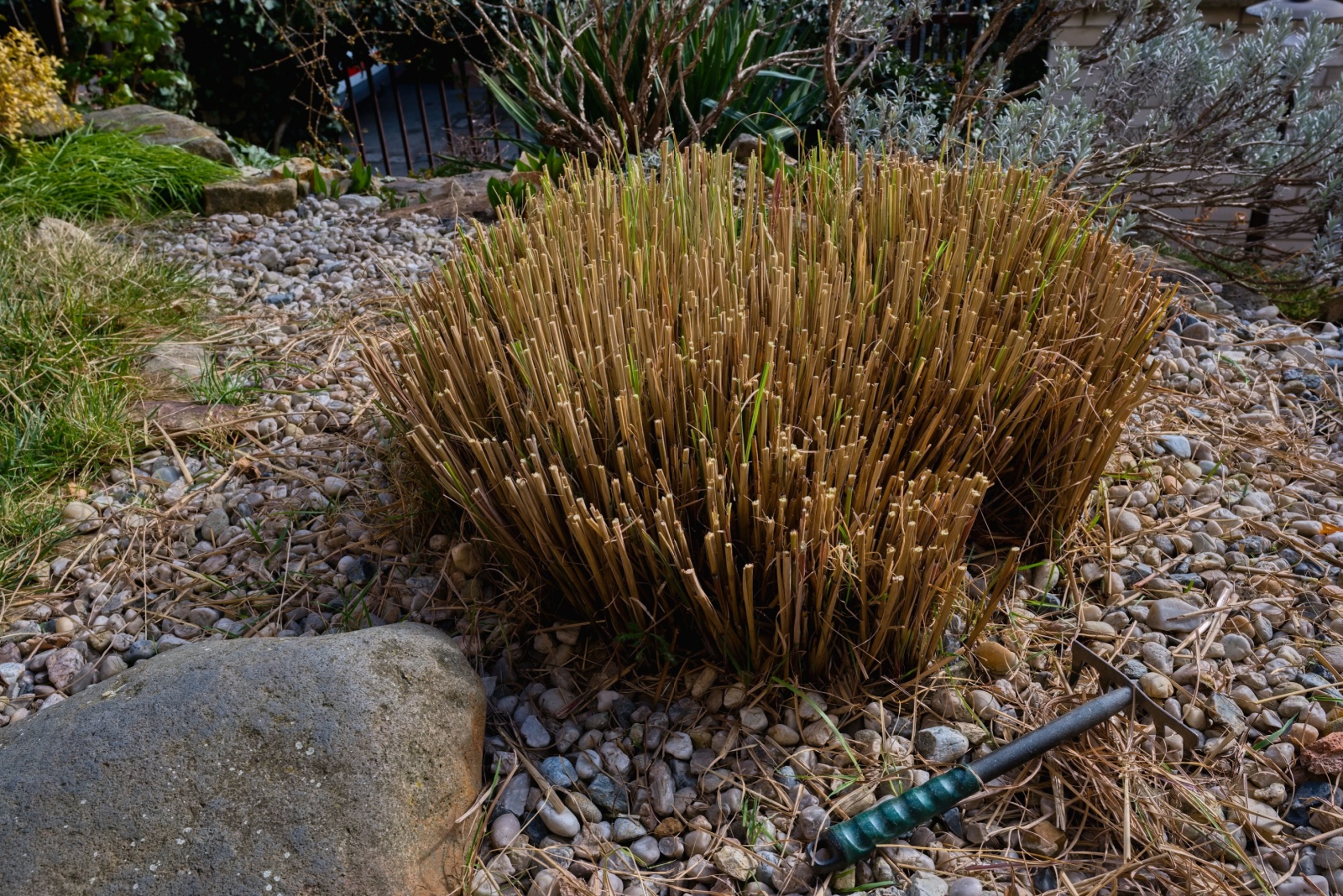 The Simple Cutting Trick Kansas Garden Pros Rely On For Ornamental Grasses