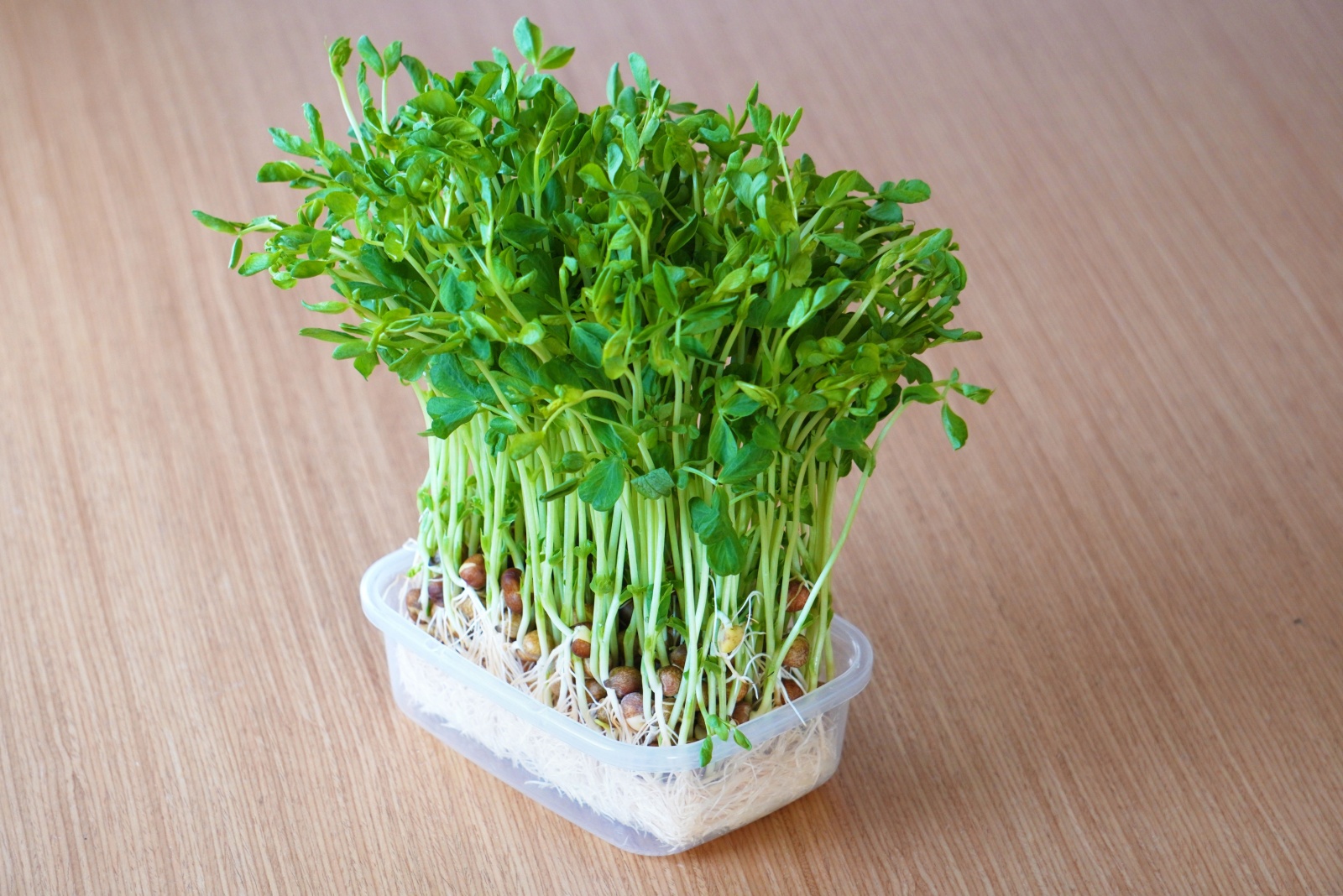 The Simple December Vegetable Trick California Gardeners Swear By