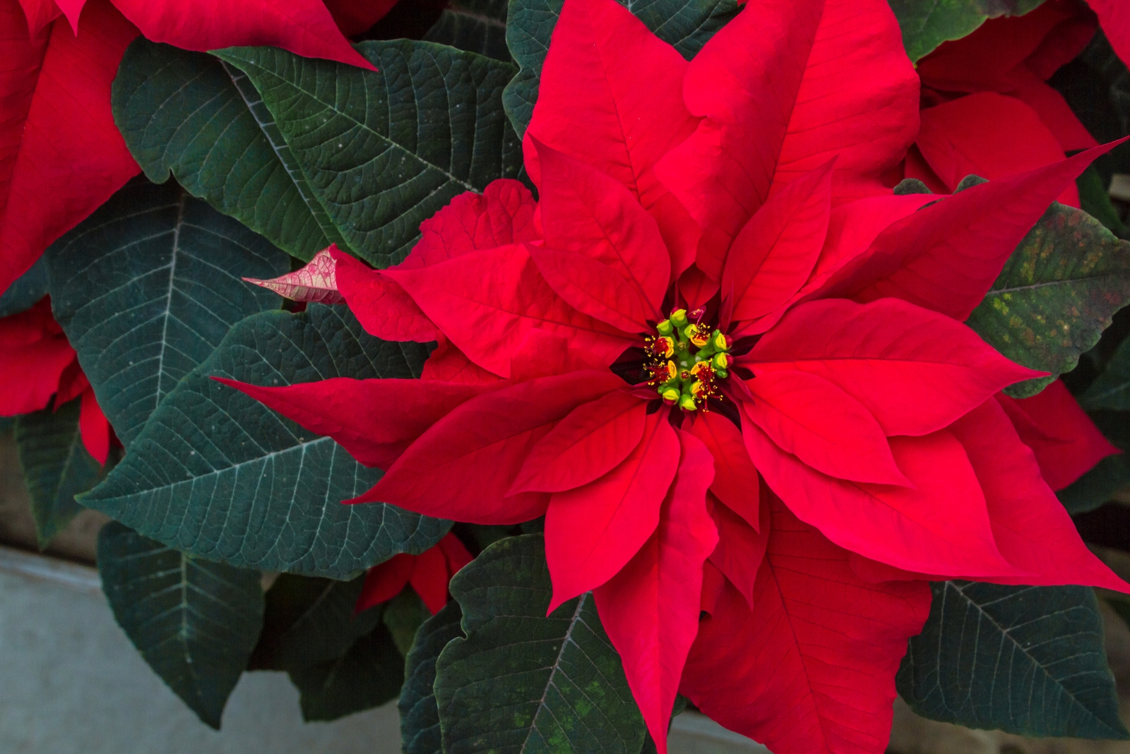 The Simple Humidity Tip Louisiana Homeowners Use To Lift Drooping Poinsettias