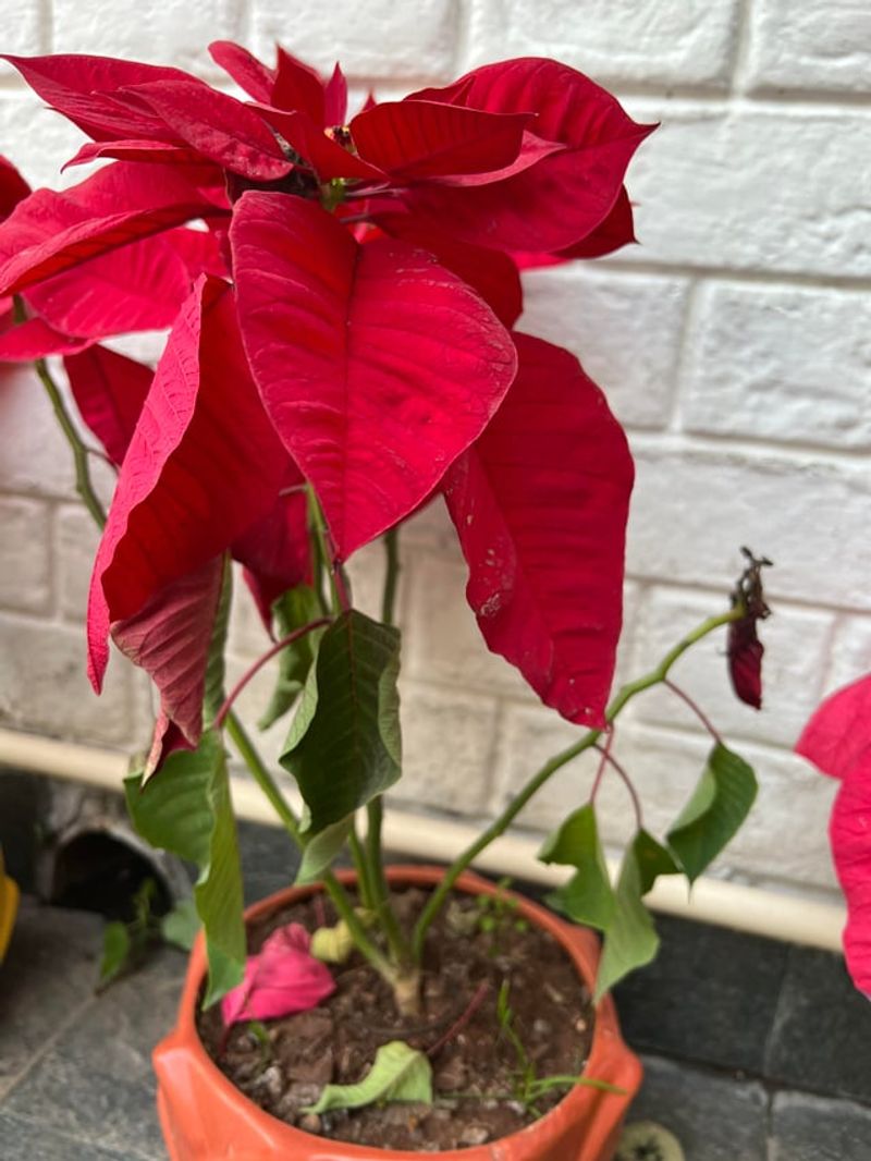 Boosts Humidity Around Your Plant