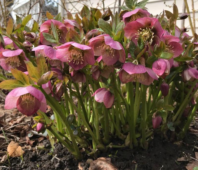 Cutting Back Old Foliage In Late Fall