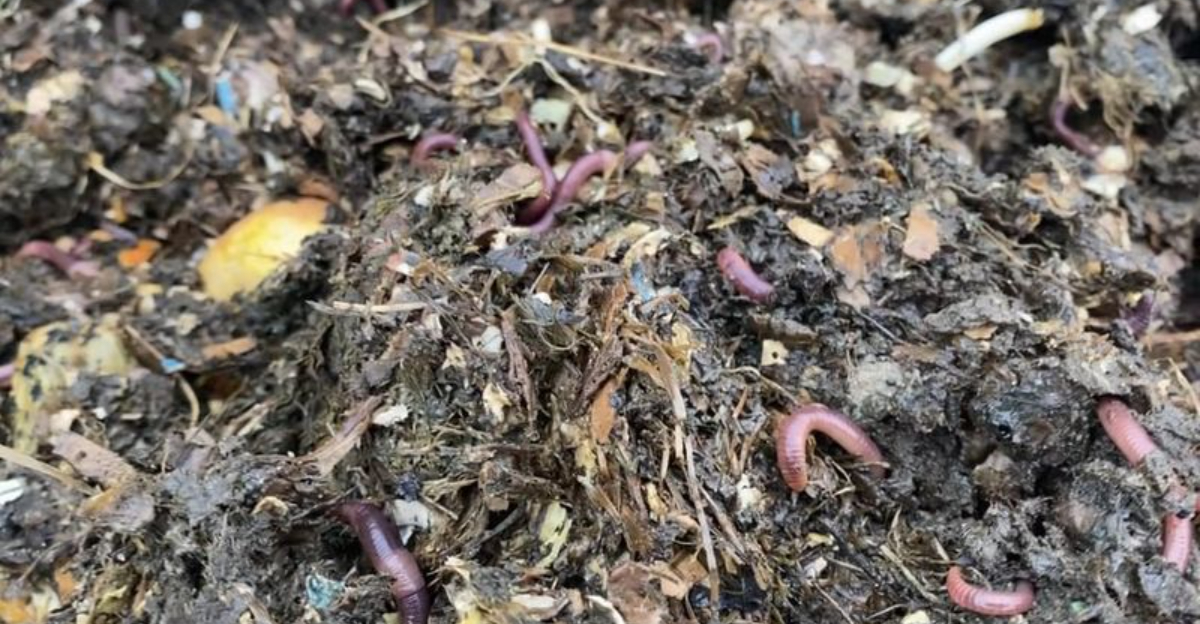 The Simple Soil Trick Florida Gardeners Are Using To Boost Winter Growth