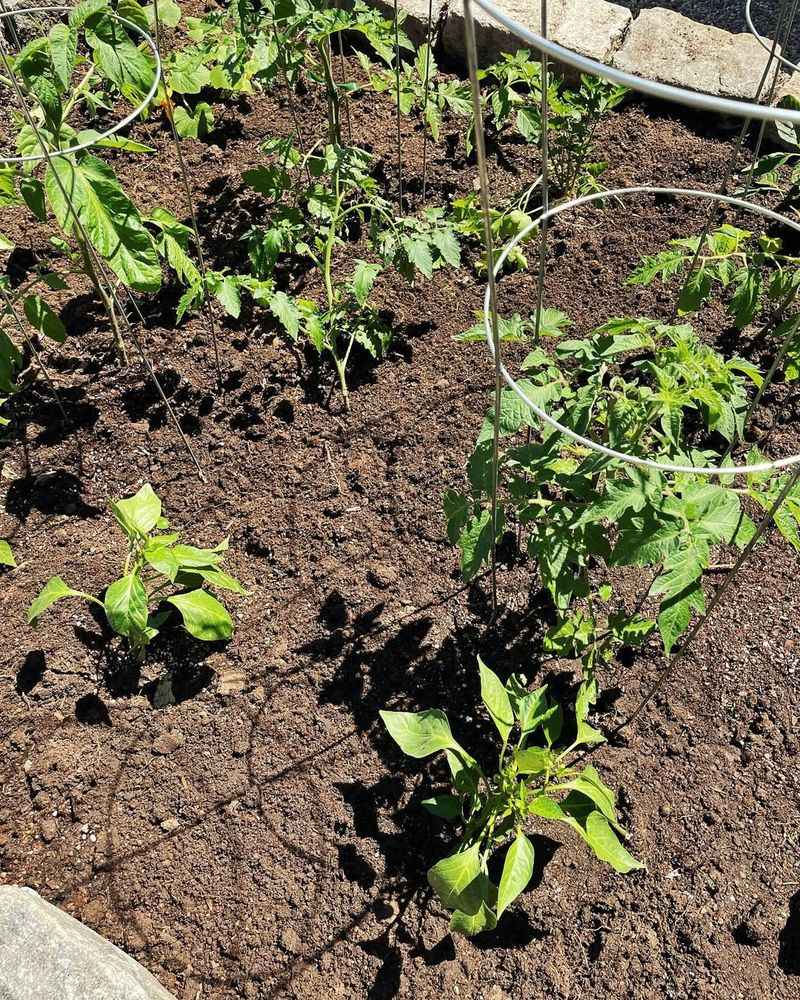 Gentle Warmth Prevents Shock